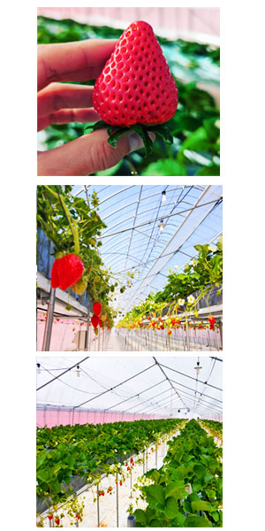 □いちご狩り｜8farm (エイトファーム)